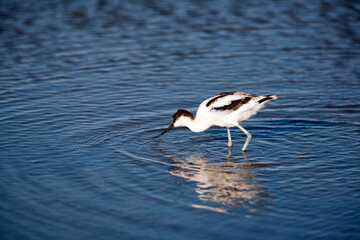 Avocet Feeding in the Marshlands of Doñana, Sanlucar De Barrameda, Spain