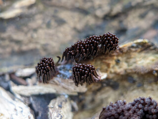 Stemonitis fusca is a species of slime mold. It lives in groups on dead wood and has distinctive...