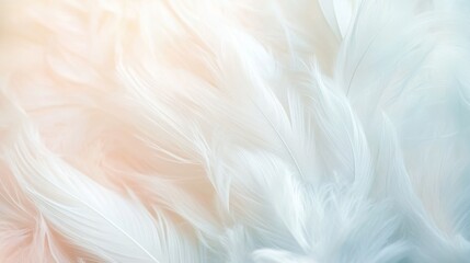 Soft white feathers with pastel lighting, delicate