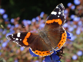 Red admiral butterfly (Vanessa atalanta) sitting on plumbago flowers