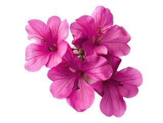 pink flower isolated on white