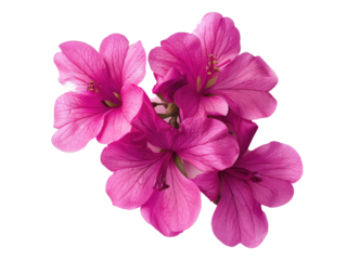 pink flower isolated on white
