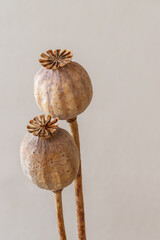 Dry opium poppy on monochrome  background.