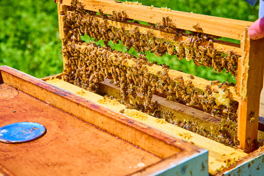 Beekeeping Frame with Honey Bees in Sunlit Rural Setting Eye-Level View