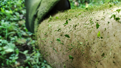 A close-up of a leg covered in plant debris, showcasing nature's aftermath. Perfect for themes around outdoor activities or a casual lifestyle.