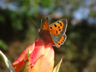 Small copper butterfly (Lycaena phlaeas) resting on a rose bud