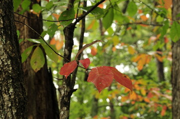 Fall colors in the making