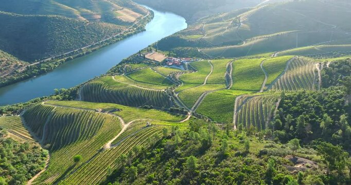 Drone view of the beautiful wine terraces in the Douro Valley, Portugal. High quality 4k footage