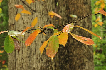 Autumnal forest