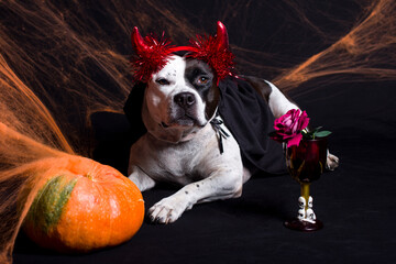 A dog in a vampire costume on a black background, cloaks and red horns. Halloween Party