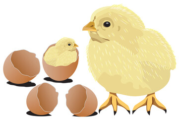 The chicks are hatching from the eggs.