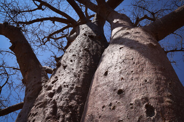 Alberi di baobab in inverno, particolari. Madagascar
