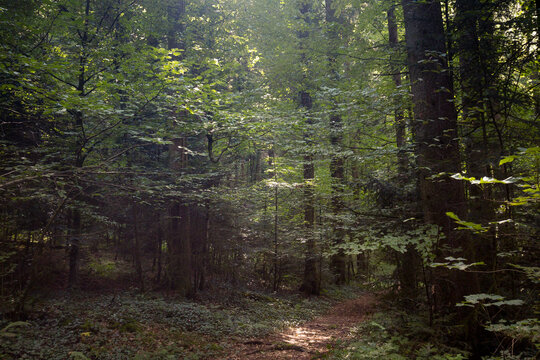 chemin forestier, sentier sous les arbres pour une balade