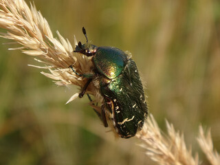 The green rose chafer (Cetonia aurata) holding on to a dry ear of grass