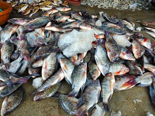 piles of tilapia fish in ice ready for sale in asian fish market HD