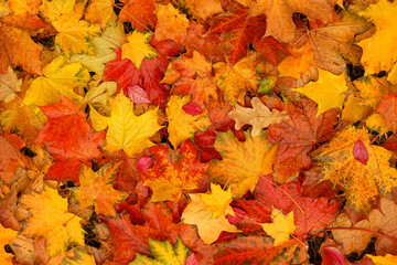 Autumn bright colorful leaves background. fallen autumnal leaves close up, texture natural backdrop. flat lay. full frame
