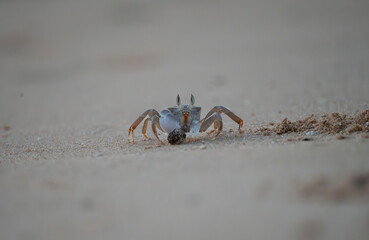africa, animal, aquatic, arthropoda, beach, beach crab, carapace, chelipeds, coast, coastal, crab and hole, crab isolated, critter, crustacean, detail, ecology, egypt, egyptian, endemic, environment, 