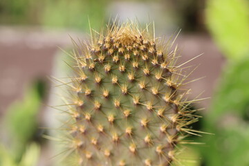 kaktus Opuntia galapageia opuncja