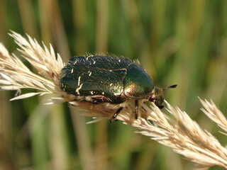 The green rose chafer (Cetonia aurata) holding on to a dry ear of grass