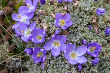 Andean flora of the paramos