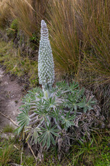 Andean flora of the paramos