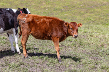 Andean landscape, cattle on farms
