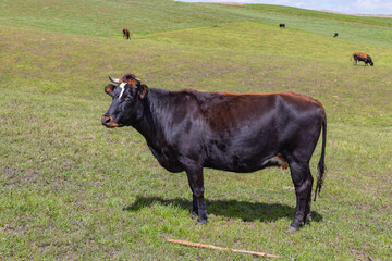 Andean landscape, cattle on farms