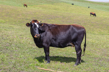 Andean landscape, cattle on farms