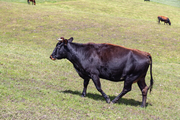 Andean landscape, cattle on farms