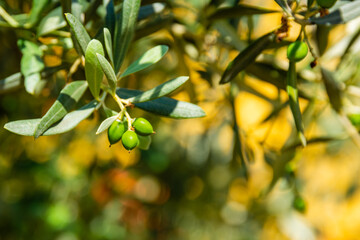 Green olive fruits on tree in garden