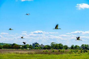 White storks (Ciconia ciconia) flying in a sky