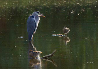 Gray heron in the pond, gray heron in the evening sun, heron at sunset, waterfowl in the lake at sunset 