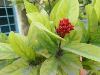 Red Ixora Flower, Bud Ixora Flower, known as Rongon Flower