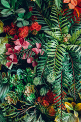 Fototapeta premium Close up group of background tropical green leaves texture and abstract background. Tropical leaf nature concept.