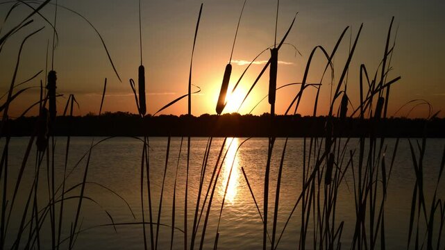sunset over lake with cat tails time lapse