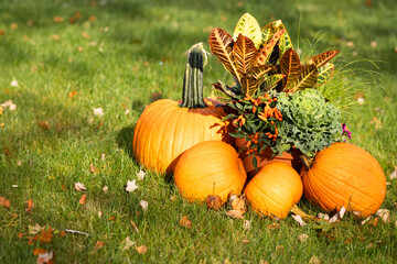 pumpkins flowers and autumn leaves on grass 