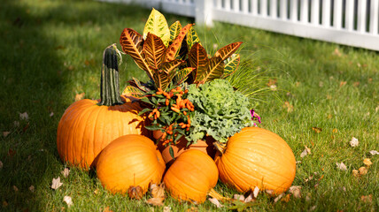 pumpkins flowers and autumn leaves on grass 