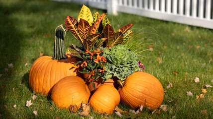pumpkins flowers and autumn leaves on grass 
