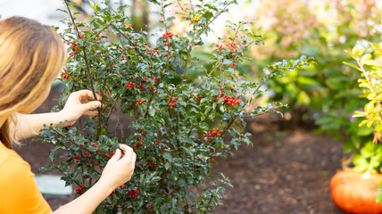 bush  in the garden person hands , picking , pumpkin 