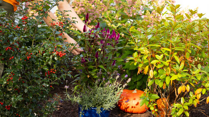 pumpkin in the garden with flowers and persons hands , in fall 