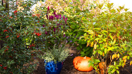 Autumn flower and pumpkin in the garden