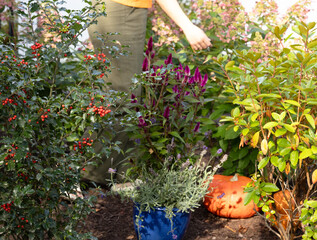 Flower and pumpkin in the garden in fall , person 