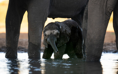 baby elephant drinking water with his mother