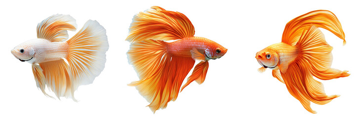 Fototapeta premium Set of A fish swimming with fins and tail in motion isolated on transparent background
