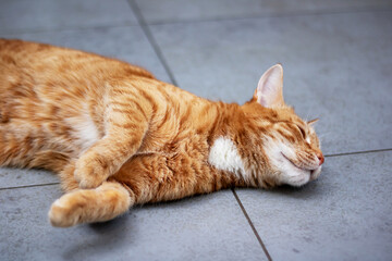 A cat is comfortably laying on its back with its eyes closed tightly