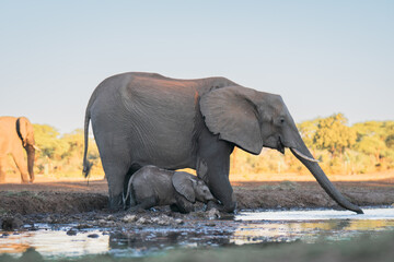 Baby elephants feeling safe with his mother