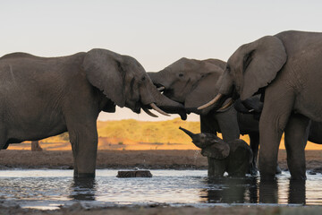 Family elephants drinking water in African