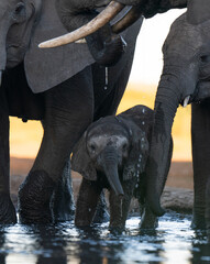 Baby elephants drinking water