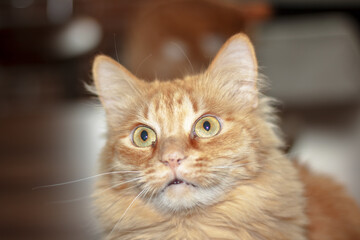 A closeup image of an adorable orange cat gazing directly at the camera