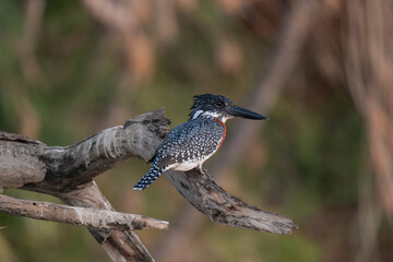 kingfisher on a branch